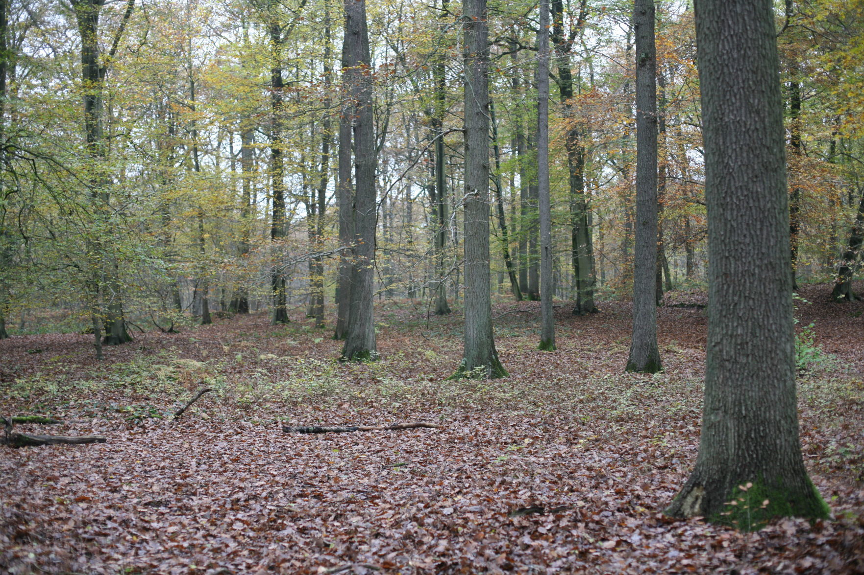 Foret domaniale d’Halatte
